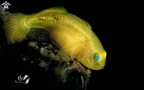 A Gobiodon okinawae | Yellow Gobyfish