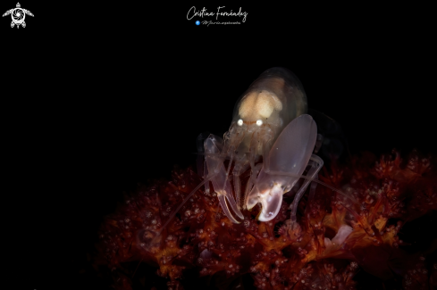 A Synalpheus neomeris | Snapping Shrimp