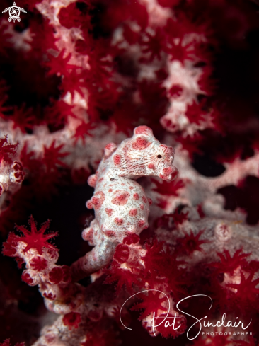 A Pygmy Seahorse