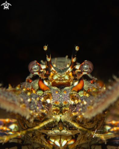 The Caribbean Spiny Lobster