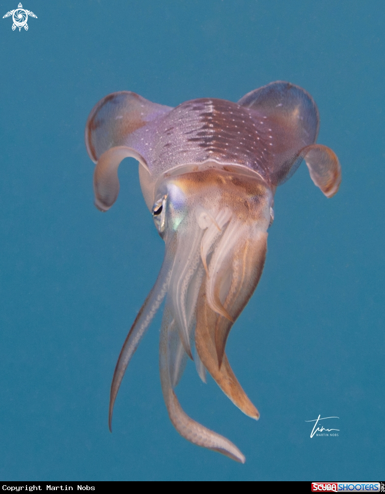 A Caribbean Reef Squid