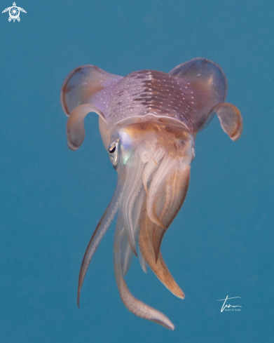A Sepioteuthis sepioidea | Caribbean Reef Squid