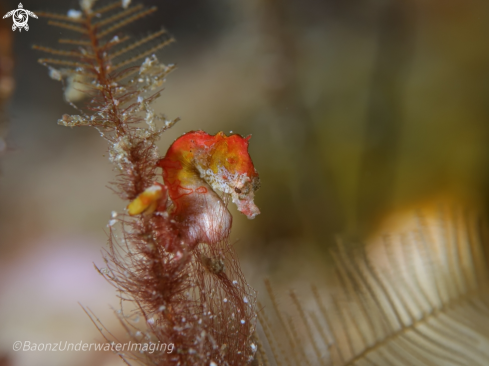 A Hippocampus pontohi | Pigmy seahorse pontohi