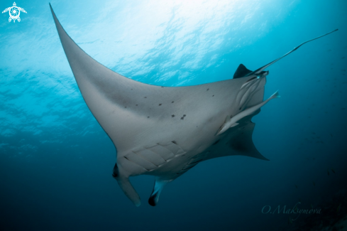 A Manta ray 