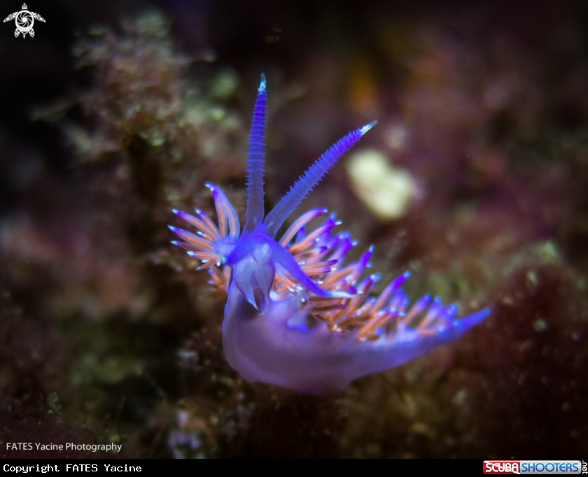 A Flabellina affinis