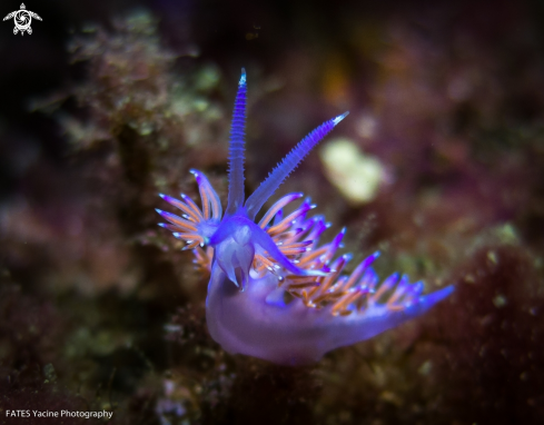 A Flabellina affinis | (Gmelin, 1791) | Flabellina affinis