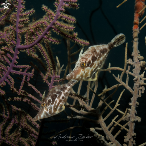 A Slender filefish