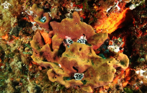 A Peltodoris atromaculata & Petrosia ficiformis | Vacchetta di mare su spugna