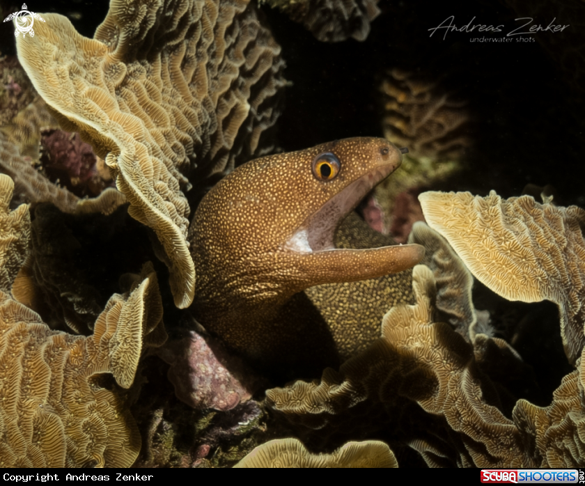A Goldentail Moray Eel