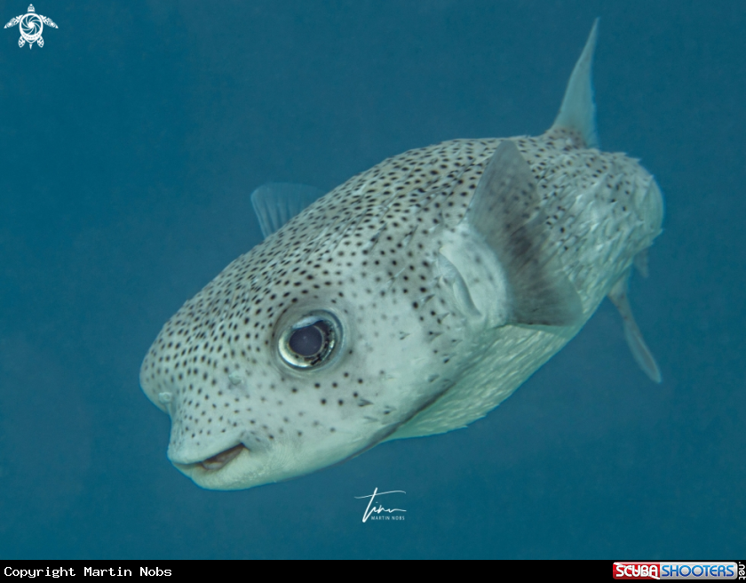 A Porcupinefish