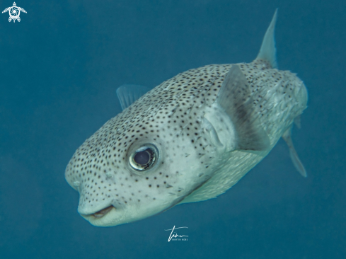 A Porcupinefish