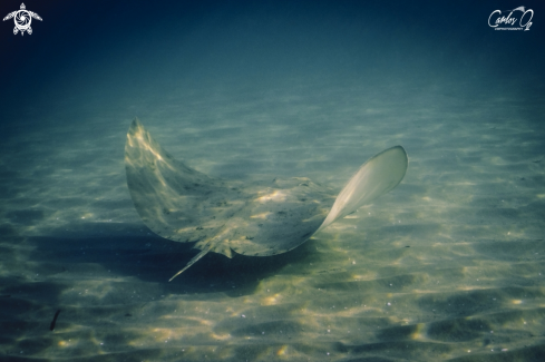 A Gymnura micrura | Butterfly ray