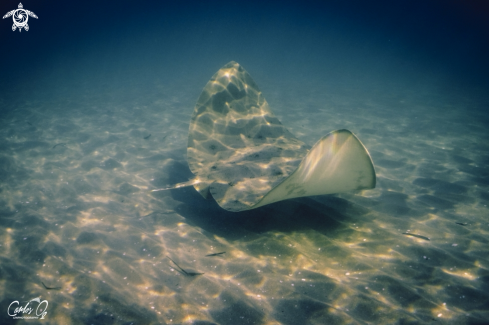 A Butterfly ray