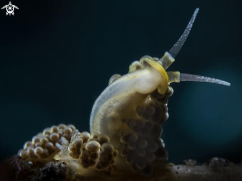 A Doto ussi | Nudibranch