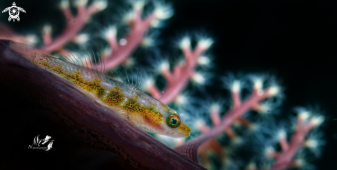 Whip coral Gobyfish 