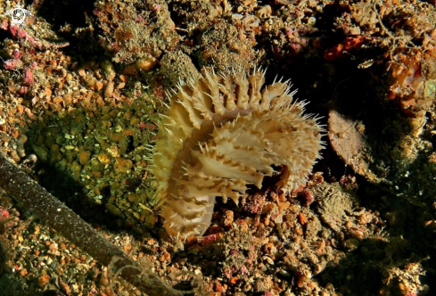 A Pteroeides spinosum | Pennatula