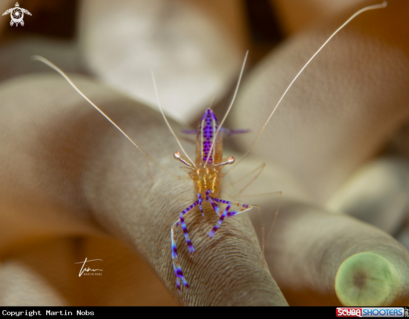 A Pederson's Cleaner Shrimp