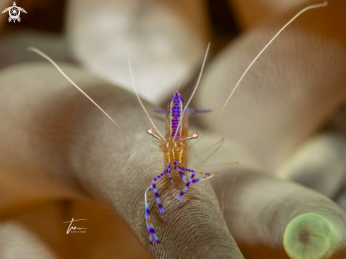 A Pederson's Cleaner Shrimp