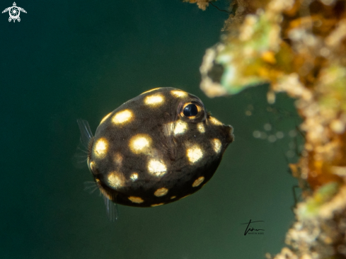 A Lactophrys triqueter | Smooth Trunkfish