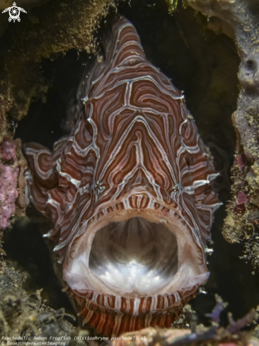 A Histiophryne psychedelica  | Ambon Psychedelic frogfish 