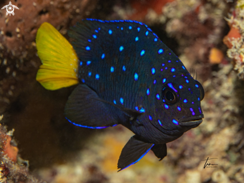 A Yellowtail Damselfish