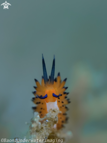 A Nudibranch