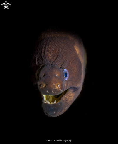 A Muraena helena | Linnaeus, 1758 | moray eel