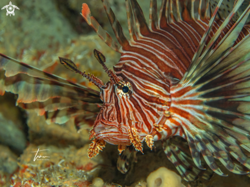 A Lion Fish