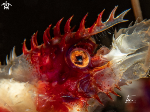 A Stenopus hispidus | Banded Coral Shrimp