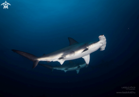 The Hammerheads in pair 