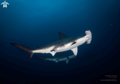 A Hammerheads in pair 