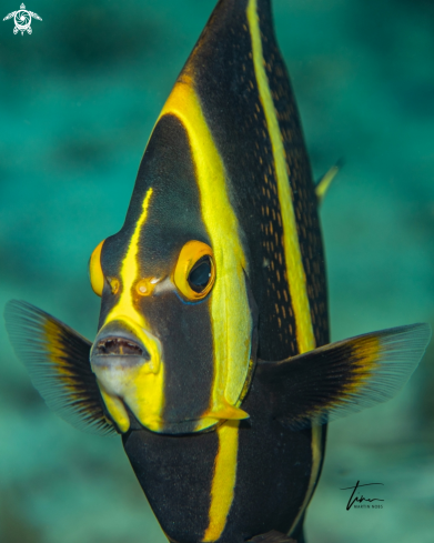 A French Angelfish