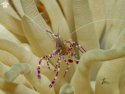 A Periclimenes yucatanicus | Yucatan Cleaner Shrimp