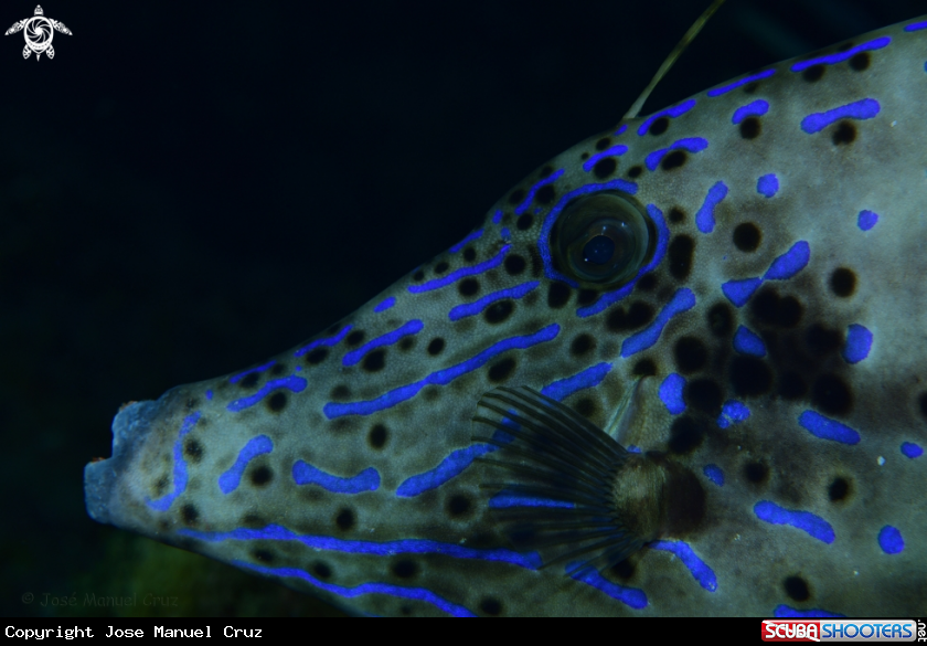 A Scribbled Leatherjacket Filefish