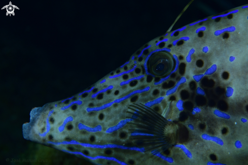 A Scribbled Leatherjacket Filefish