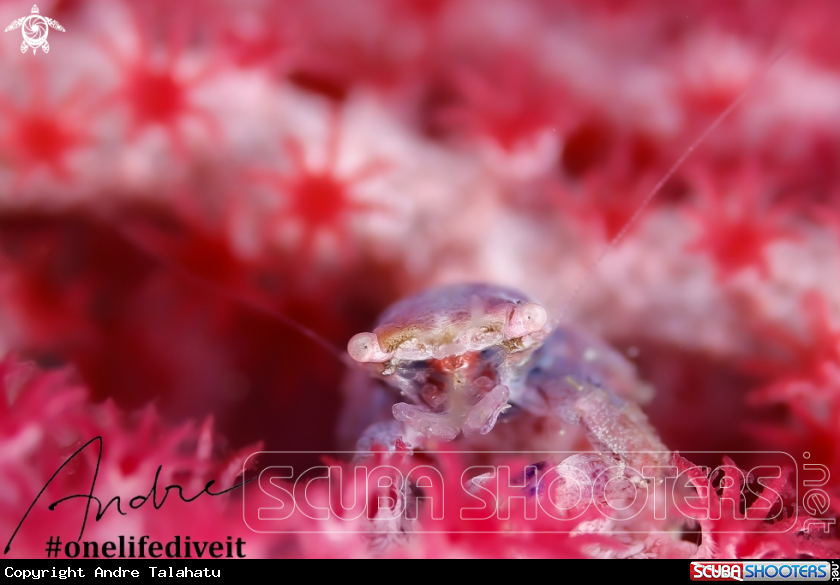 A Sea fan crab