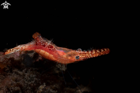 A Leander plumosus | Donald Duck shrimp