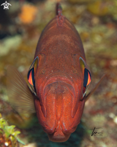 A Priacanthus arenatus | Atlantic Bigeye