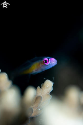 Pink Eye Goby