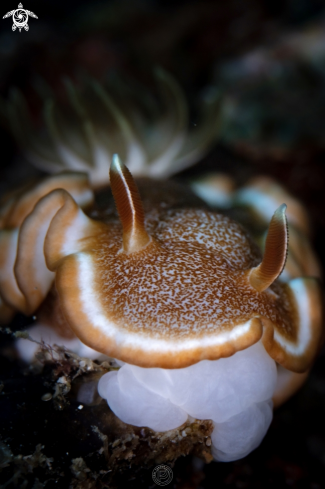 A Nudibranch