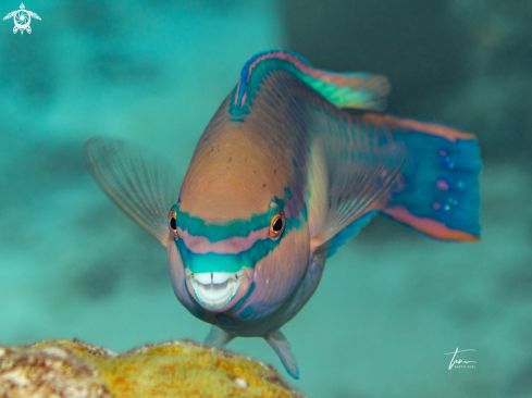 A Scarus taeniopterus | Princess Parrotfish