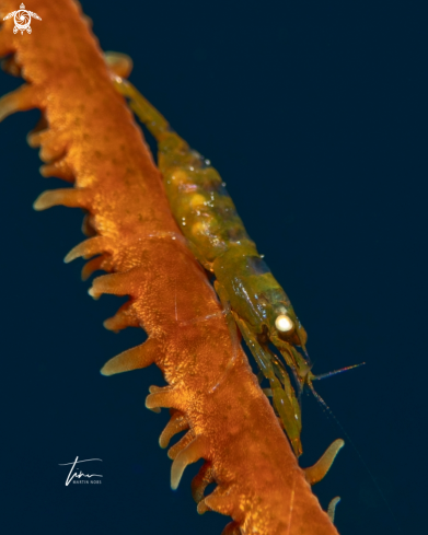 A Pseudopontonides principi | Wirecoral Shrimp