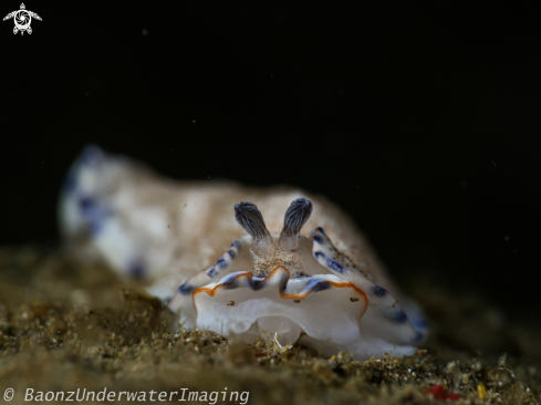 A Nudibranch