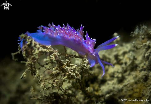 A Flabellina affinis | (Gmelin, 1791) | FLABELLINE MAUVE