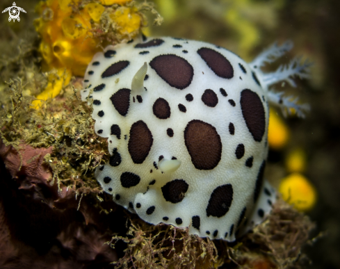 A Peltodoris atromaculata | Bergh, 1880 | DORIS DALMATIEN