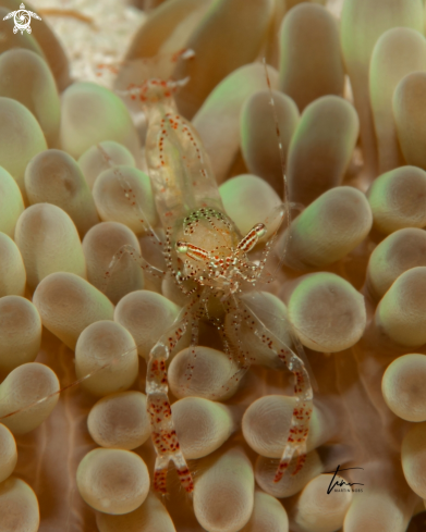 The Sun Coral Shrimp