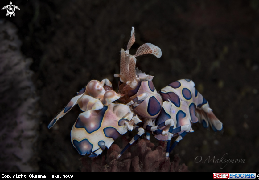 A Harlequin shrimp (Hymenocera picta) 