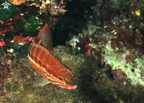 A Serranus cabrilla | Sciarrano