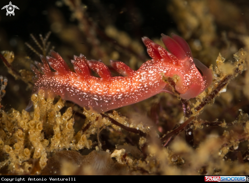 A Pink telja nudibranch