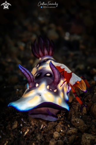 A Goniobranchus hintuanensis - Zenopontonia rex  | Nudibranch